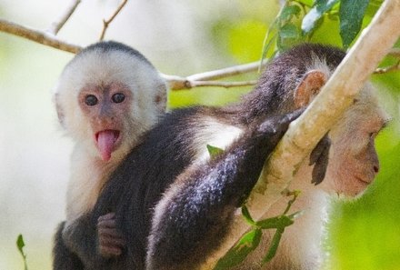 Familienurlaub Costa Rica - Costa Rica for family - Affen